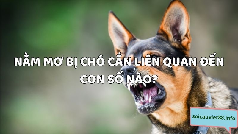 Nằm mơ bị chó cắn liên quan đến con số nào?