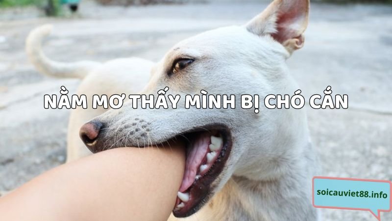 Nằm mơ thấy mình bị chó cắn