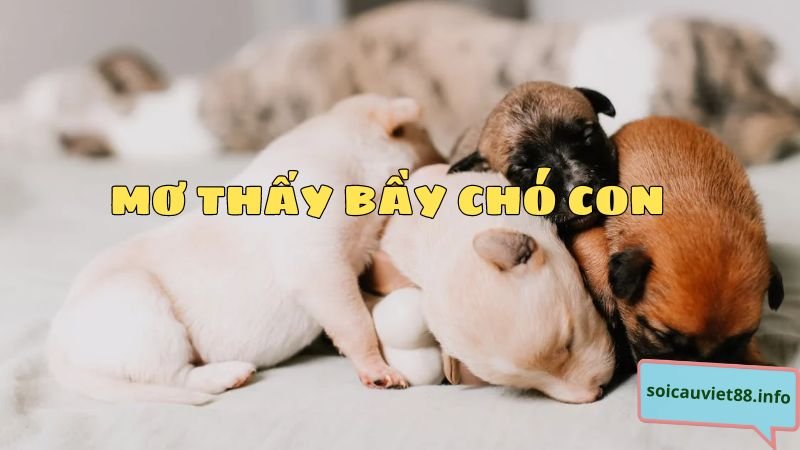 Mơ thấy bầy chó con