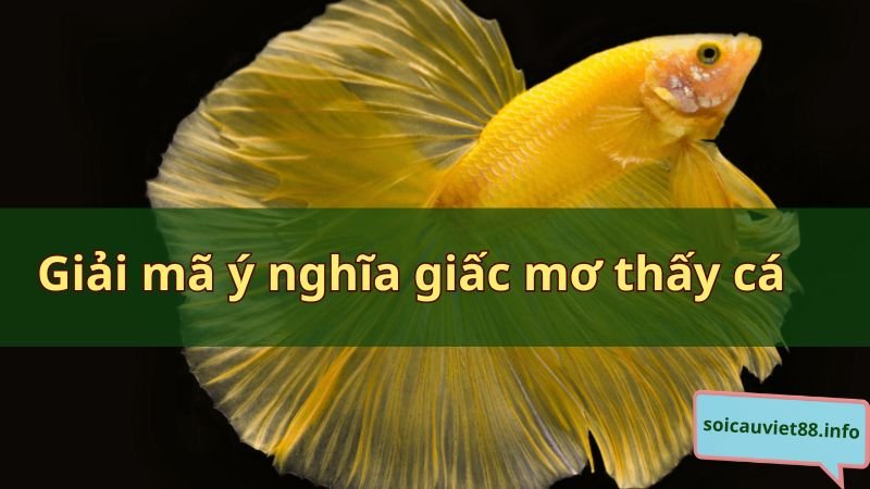 Giải mã ý nghĩa giấc mơ thấy cá