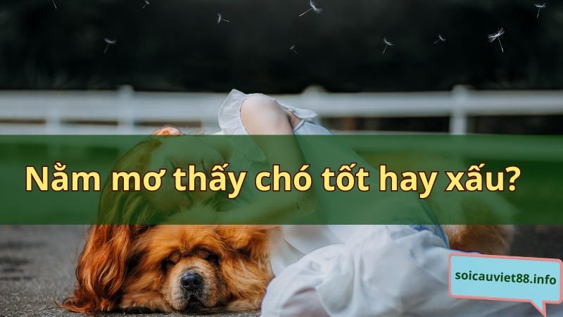 Nằm mơ thấy chó tốt hay xấu?