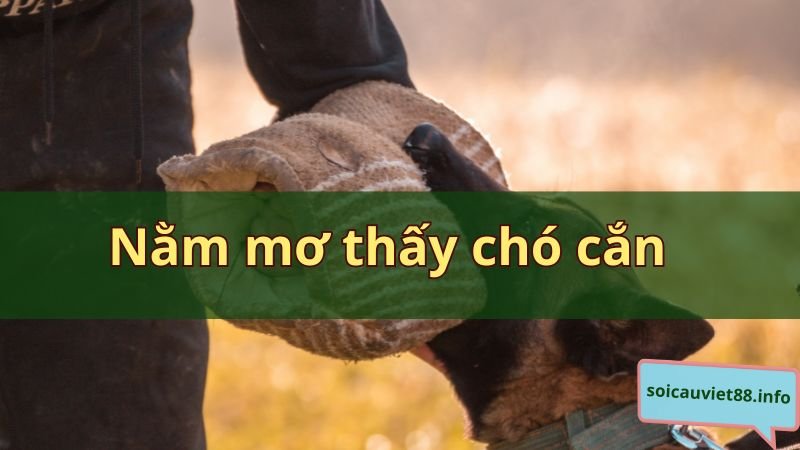 Nằm mơ thấy chó cắn