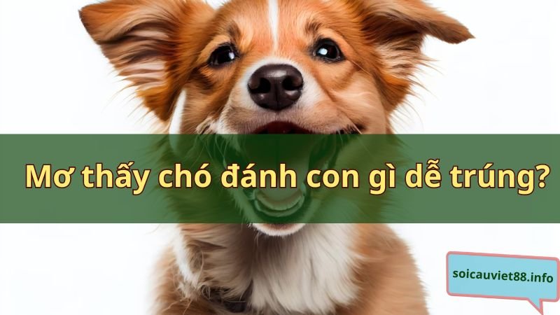 Mơ thấy chó đánh con gì dễ trúng?