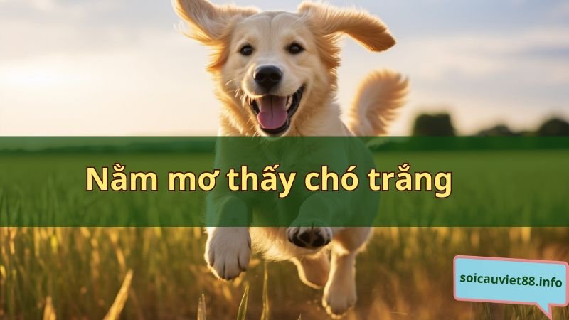 Nằm mơ thấy chó trắng