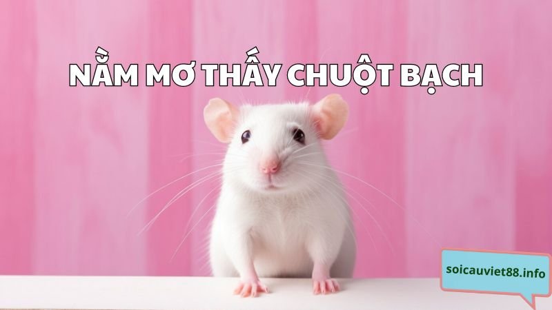 Nằm mơ thấy chuột bạch