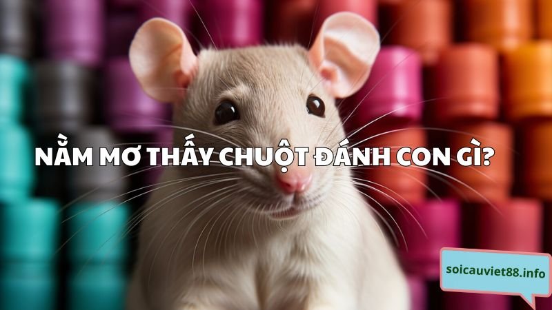 Con chuột số mấy? Nằm mơ thấy chuột đánh con gì?