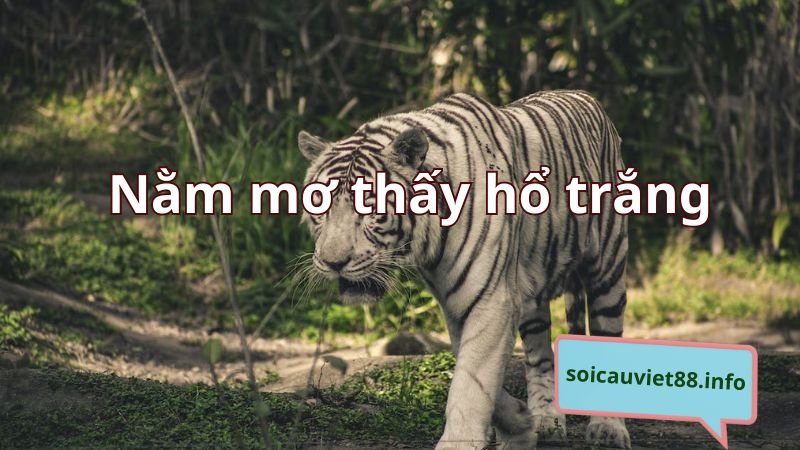 Nằm mơ thấy hổ trắng