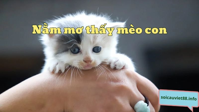 Nằm mơ thấy mèo con