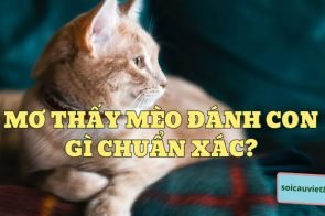 Con mèo số mấy? Mơ thấy mèo đánh con gì?