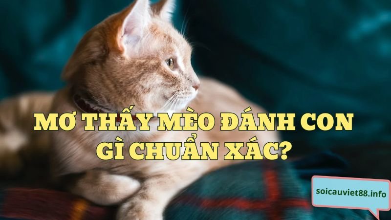 Mơ thấy mèo đánh con gì chuẩn xác?