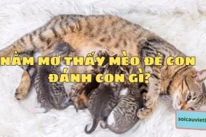 Mơ thấy mèo đẻ có điềm báo gì? Đánh con gì dễ trúng nhất?