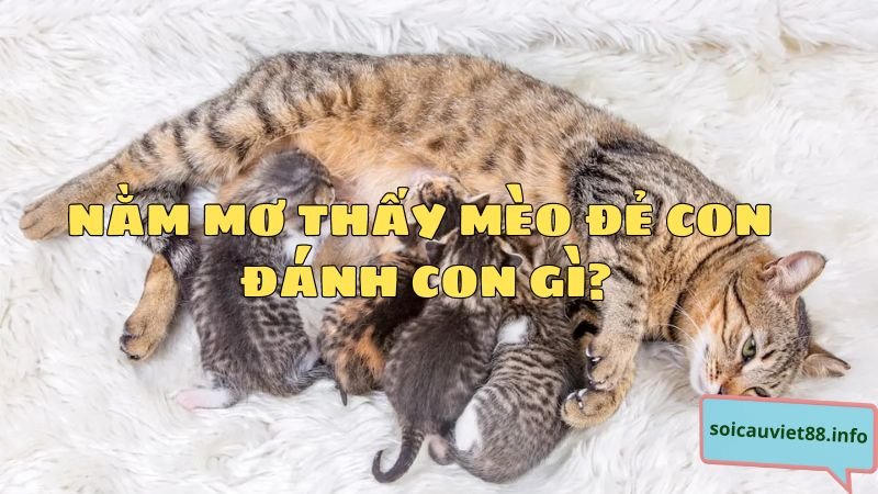 Nằm mơ thấy mèo đẻ con đánh con gì?