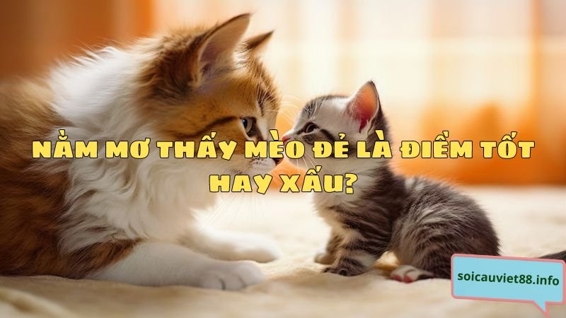 Nằm mơ thấy mèo đẻ là điềm tốt hay xấu?