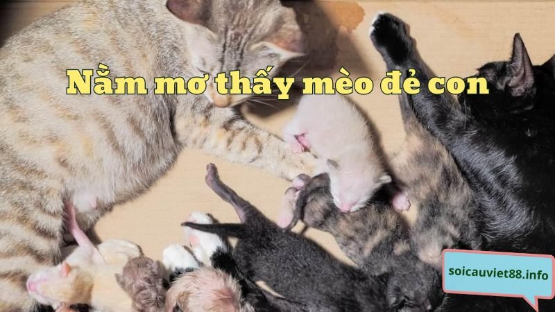 Nằm mơ thấy mèo đẻ con