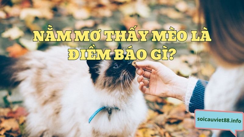 Nằm mơ thấy mèo là điềm báo gì?