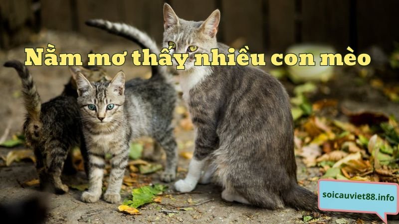 Nằm mơ thấy nhiều con mèo