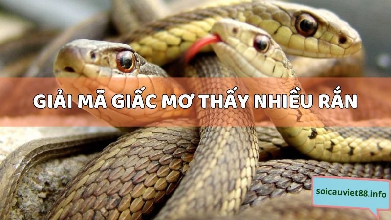 Giải mã giấc mơ thấy nhiều rắn chi tiết