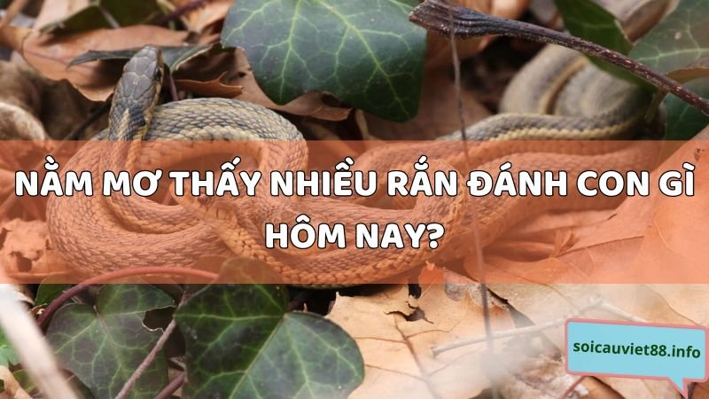 Nằm mơ thấy nhiều rắn đánh con gì hôm nay?