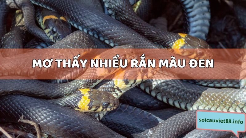 Mơ thấy nhiều rắn màu đen