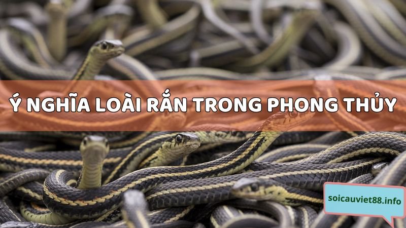 Ý nghĩa loài rắn trong phong thủy