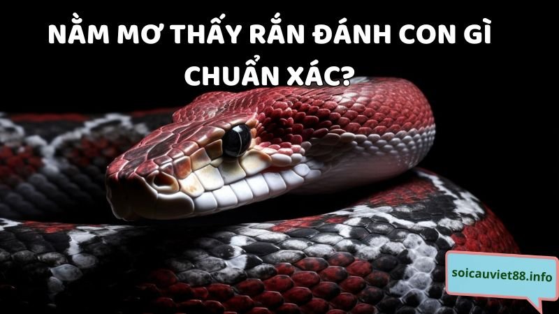 Nằm mơ thấy rắn đánh con gì chuẩn xác?