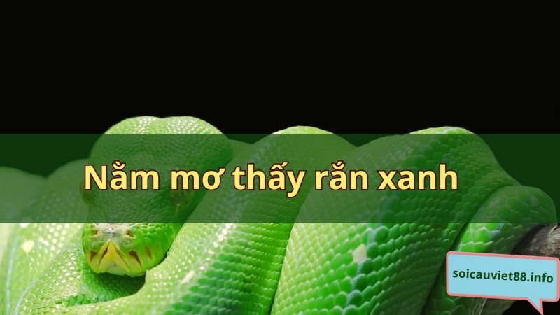 Nằm mơ thấy rắn xanh