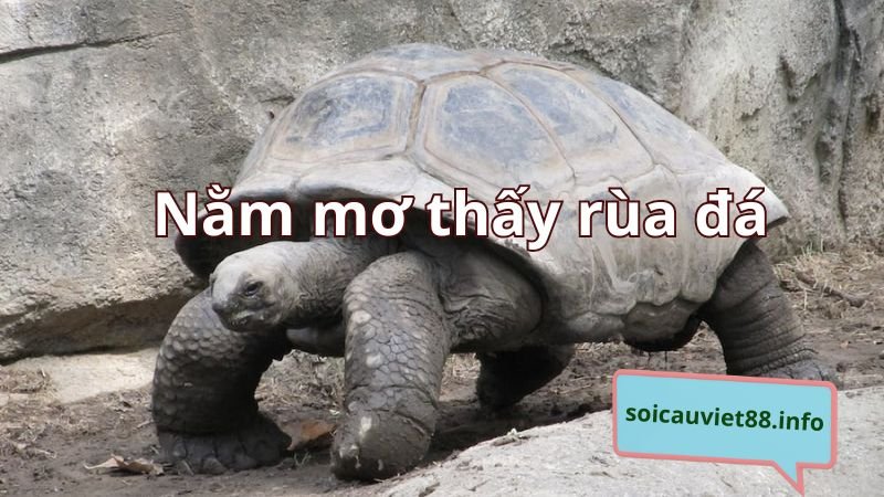 Nằm mơ thấy rùa đá