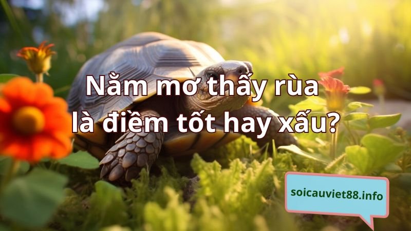 Nằm mơ thấy rùa là điềm tốt hay xấu?