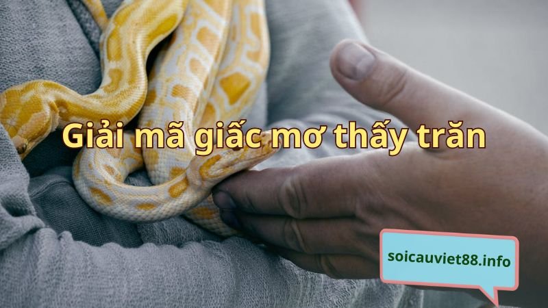 Giải mã giấc mơ thấy trăn