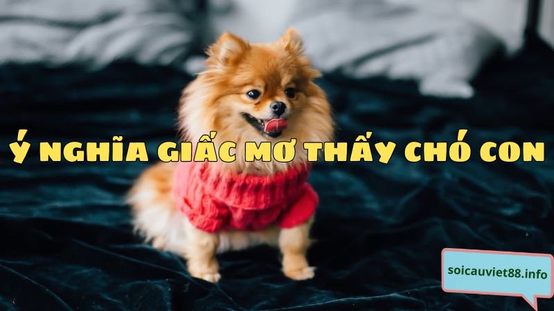 Ý nghĩa giấc mơ thấy chó con