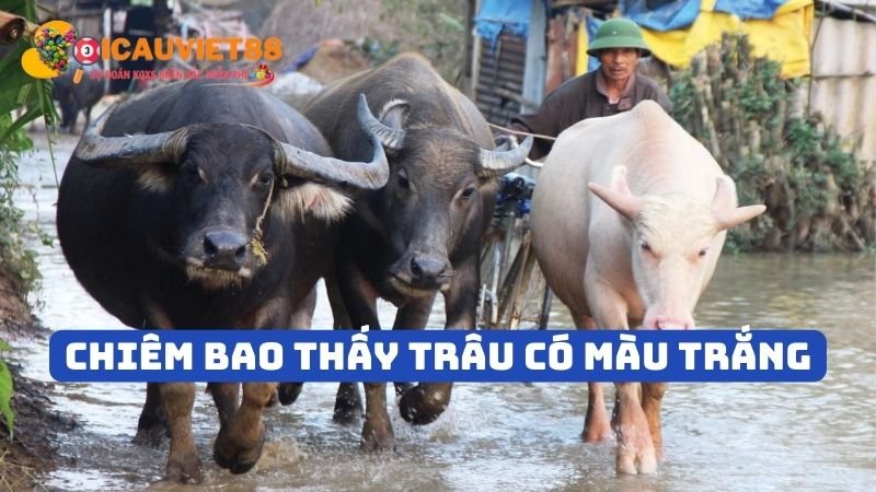 Chiêm bao thấy trâu có màu trắng