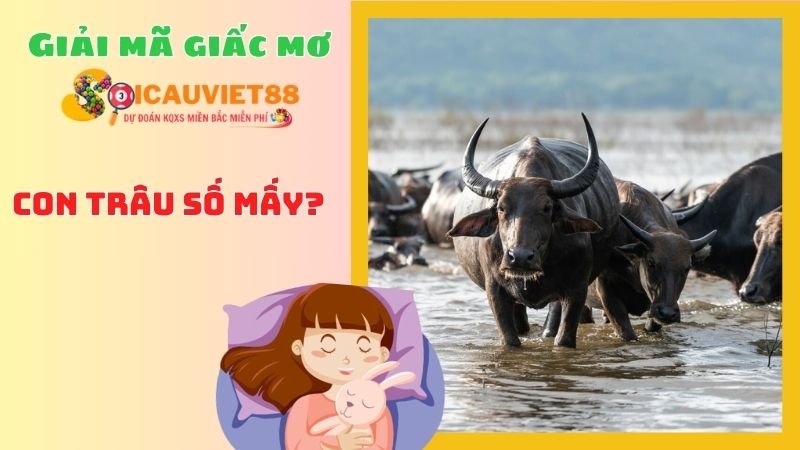 Con trâu số mấy? Đánh con gì khi mơ thấy trâu?