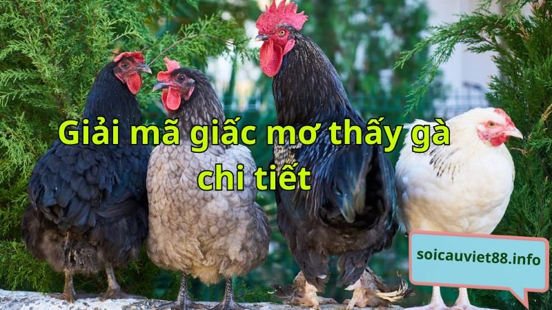 Giải mã giấc mơ thấy gà chi tiết