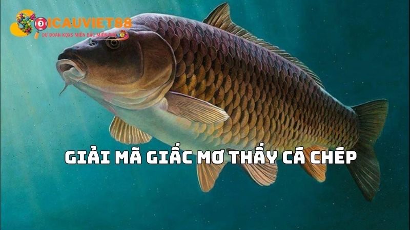 Giải mã giấc mơ thấy cá chép