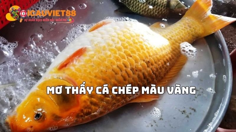 Mơ thấy cá chép màu vàng