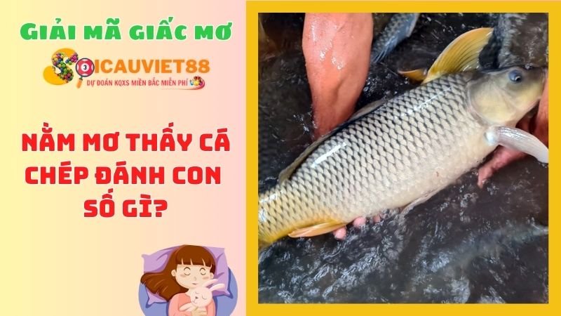 Mơ thấy cá chép đánh con gì?