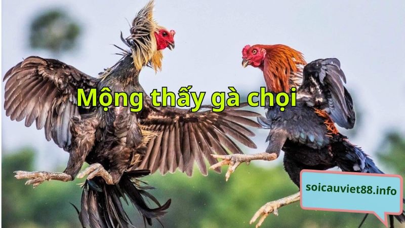 Mộng thấy gà chọi