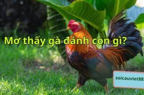 Mơ thấy gà đánh con gì? Mơ thấy gà điềm tốt hay xấu?