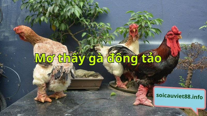 Mơ thấy gà đông tảo