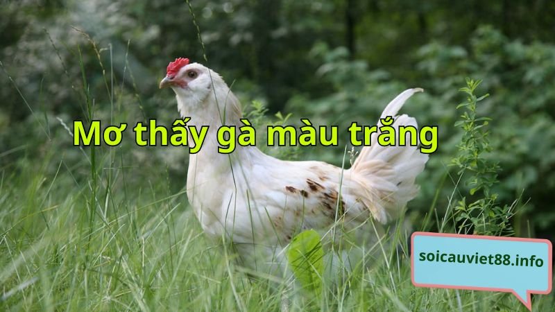 Mơ thấy gà màu trắng