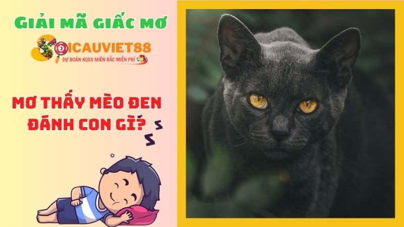 Mèo đen số mấy? Mơ thấy mèo đen đánh con gì?