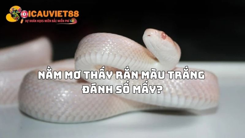 Nằm mơ thấy rắn màu trắng đánh số mấy?