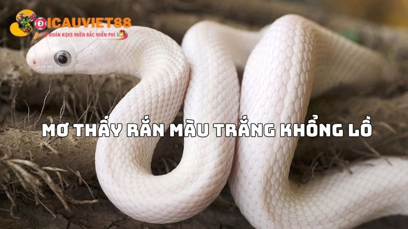 Mơ thấy rắn màu trắng khổng lồ