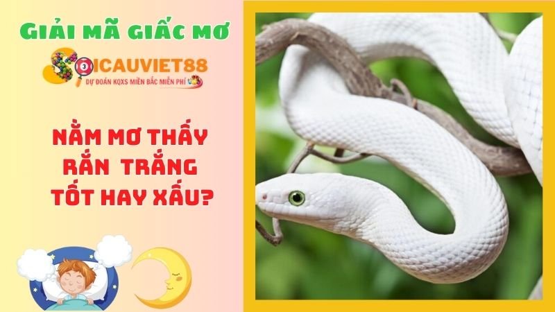 Nằm mơ thấy rắn trắng tốt hay xấu?