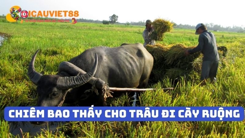 Chiêm bao thấy cho trâu đi cày ruộng