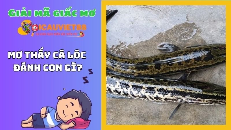 Mơ thấy cá lóc đánh con gì?