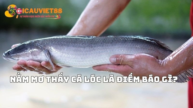 Nằm mơ thấy cá lóc là điềm báo gì?