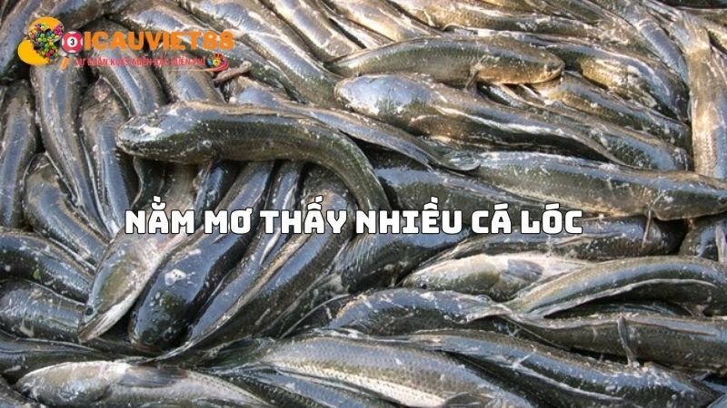 Nằm mơ thấy nhiều cá lóc